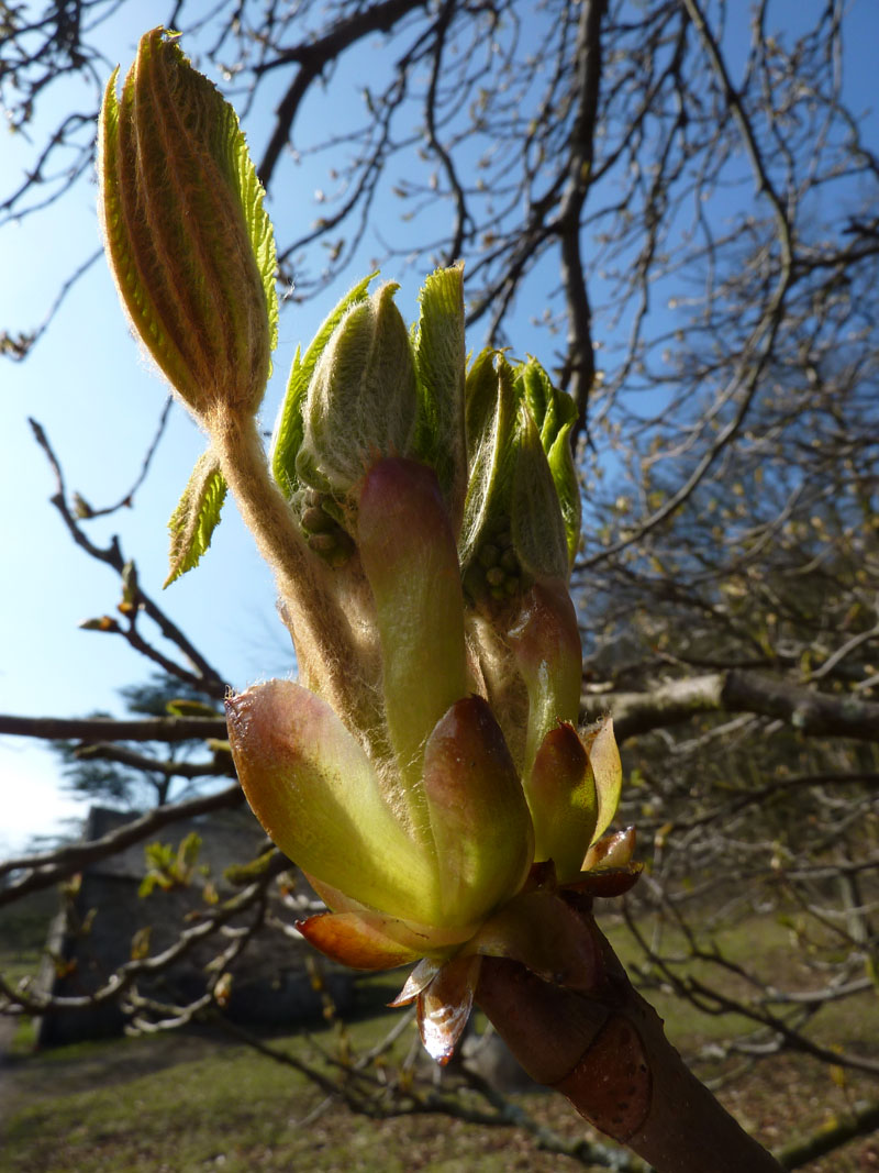 Budding Leaves